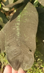 Capnodiaceae
