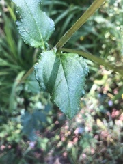 Helianthus atrorubens
