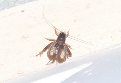 Anurogryllus celerinictus