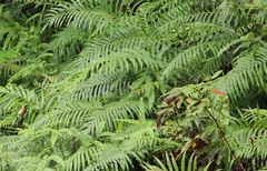 Blechnum