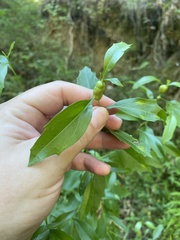 Neolasioptera lathami