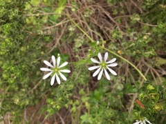 Stellaria chilensis
