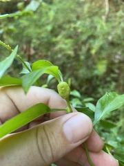 Neolasioptera lathami