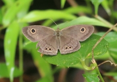 Ypthima baldus