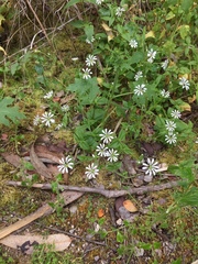 Stellaria chilensis