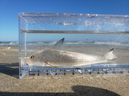 Gulf kingcroaker (Menticirrhus littoralis) — Sciaenidae — 4