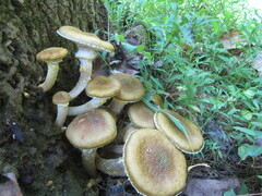 Armillaria