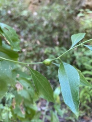 Neolasioptera lathami