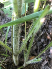 Helianthus atrorubens