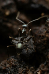 Leptomyrmex burwelli