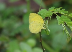 Eurema hecabe