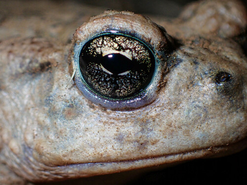 iNaturalist observation photo of Western Toad