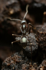 Leptomyrmex burwelli