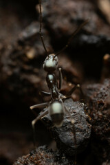 Leptomyrmex burwelli