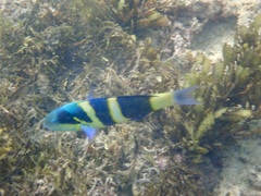 Thalassoma nigrofasciatum