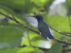 Campylopterus ensipennis