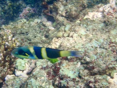 Thalassoma nigrofasciatum