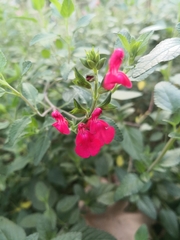 Salvia