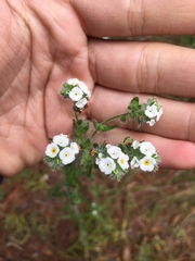 Cryptantha
