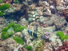 Thalassoma nigrofasciatum