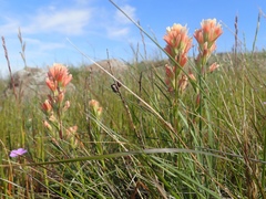 Castilleja affinis neglecta