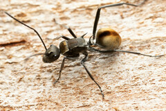 Polyrhachis brisbanensis