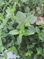 Salvia