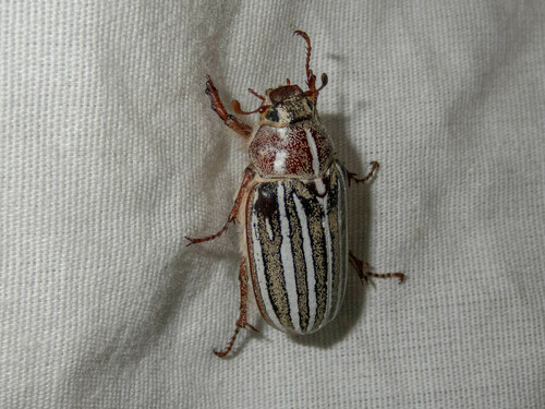 iNaturalist observation photo of Lined June Beetles