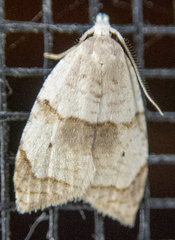 Coelostathma discopunctana