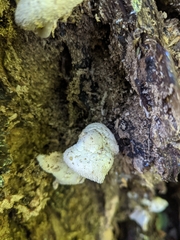 Leucocoprinus cretaceus