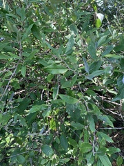 Ilex mucronata