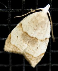 Coelostathma discopunctana