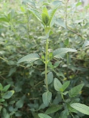 Salvia