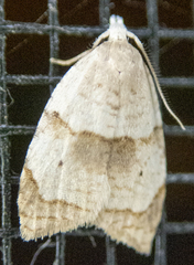 Coelostathma discopunctana