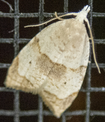 Coelostathma discopunctana