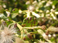 Aceria baccharipha