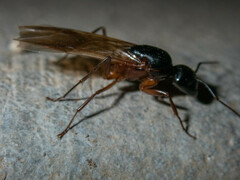 Camponotus sansabeanus