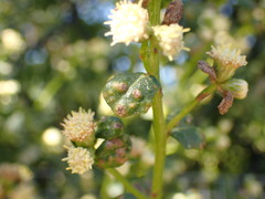 Aceria baccharipha