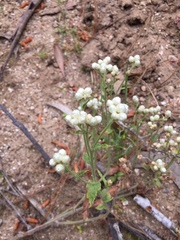 Pseudognaphalium viravira