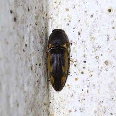 Elateridae
