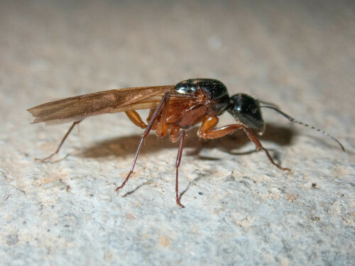 iNaturalist observation photo of Camponotus sansabeanus
