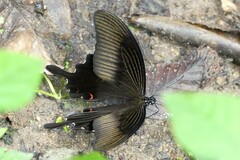 Papilio helenus