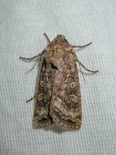 iNaturalist observation photo of Euxoa