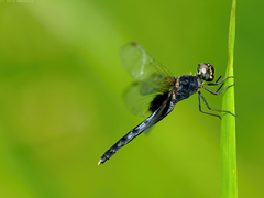 Erythrodiplax funerea