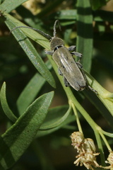 Tanyochraethes hololeucus