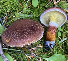 Suillus ampliporus