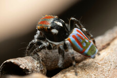 Maratus volans