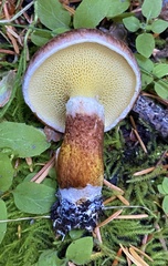 Suillus ampliporus