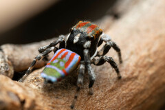 Maratus volans