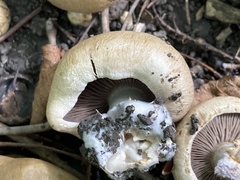 Hebeloma sinapizans